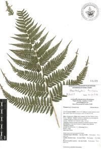 Macrothelypteris torresiana image